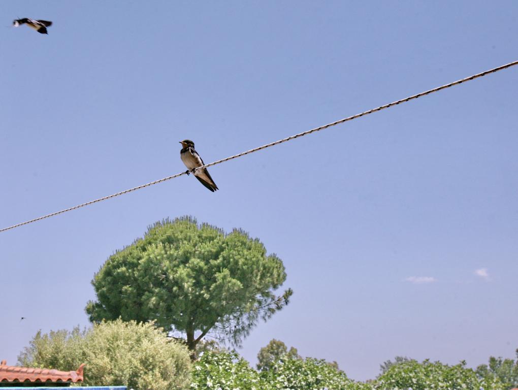 Hotel Pela Skala Kallonis Bagian luar foto